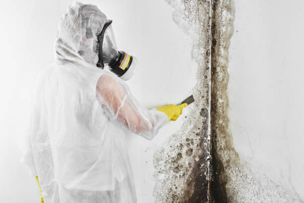 Mold Removal for HVAC Installations